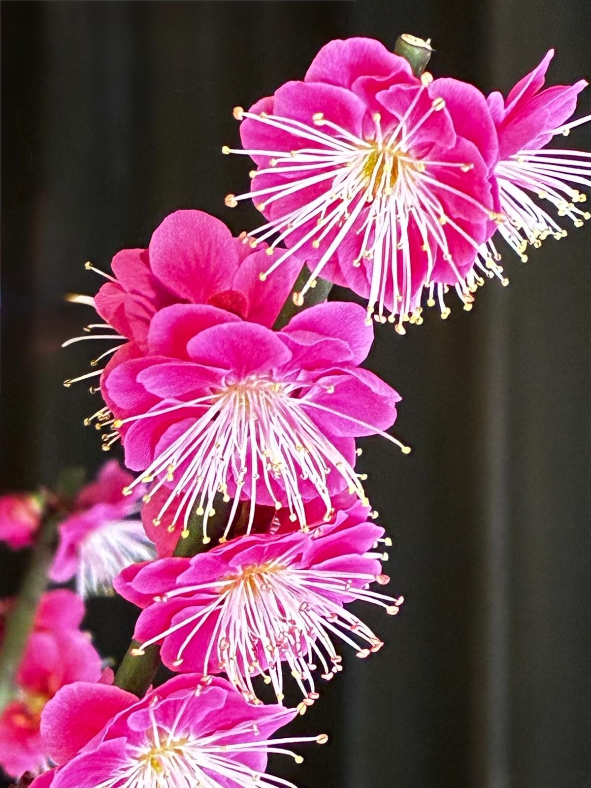 close up ume blossom
