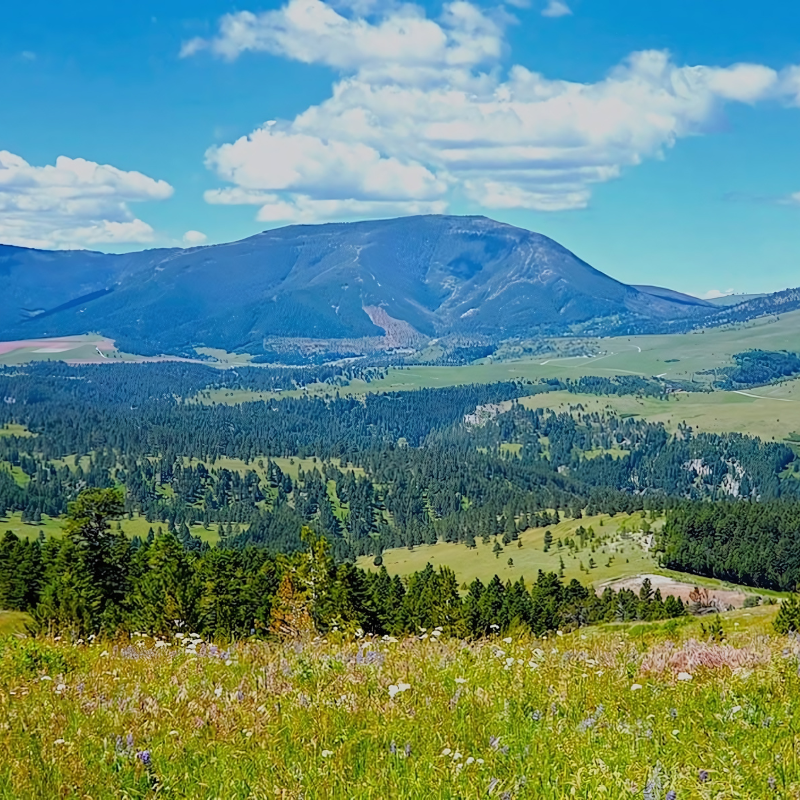 There is a mountain in the background and a field of flowers in the foreground.