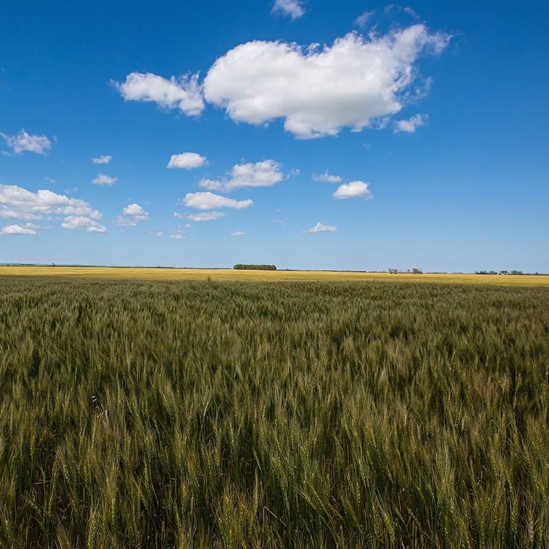 A field of wheat with a blue sky and clouds in the background