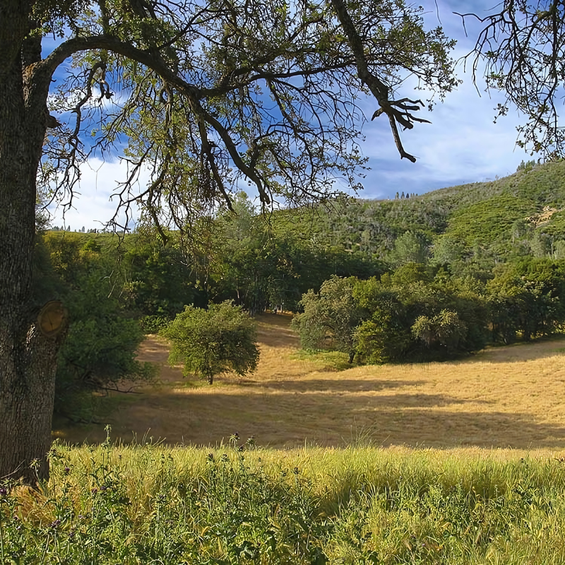 A tree in the middle of a field with trees in the background