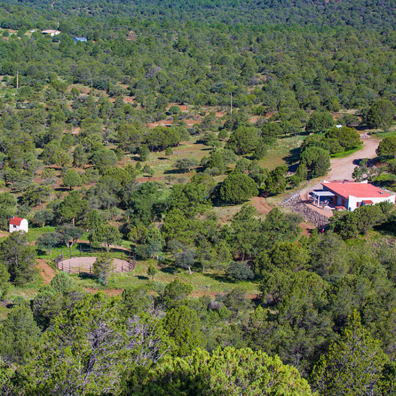 A house sits in the middle of a lush green forest