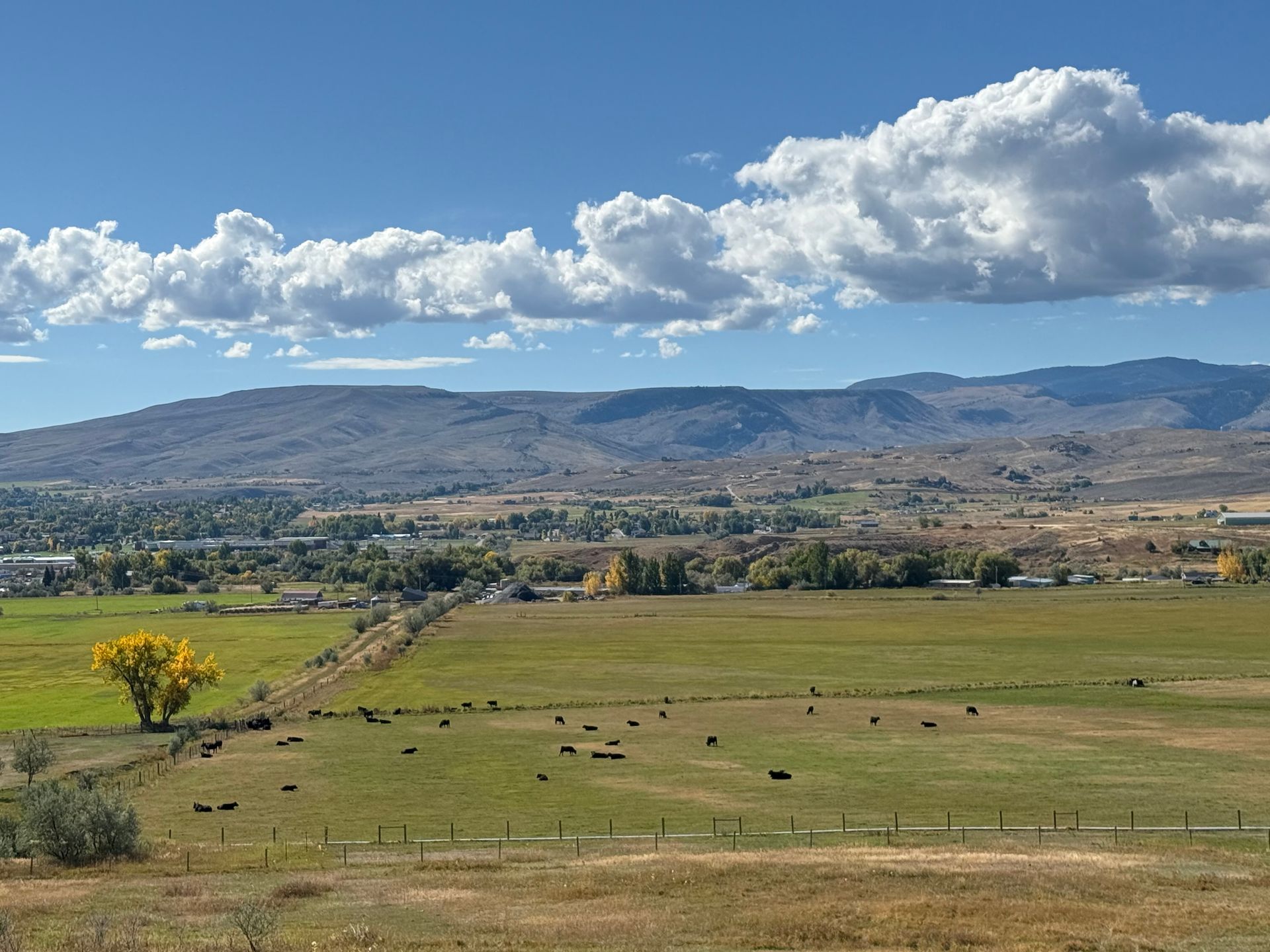 A sprawling green pasture with grazing cattle under a bright blue sky with scattered clouds and mountains in the distance.