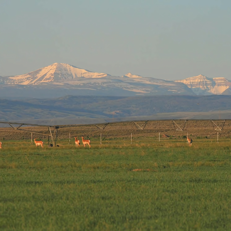 A herd of deer standing in a grassy field with mountains in the background.