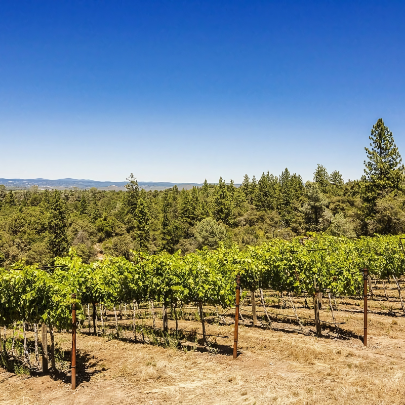 A vineyard with trees in the background and a blue sky