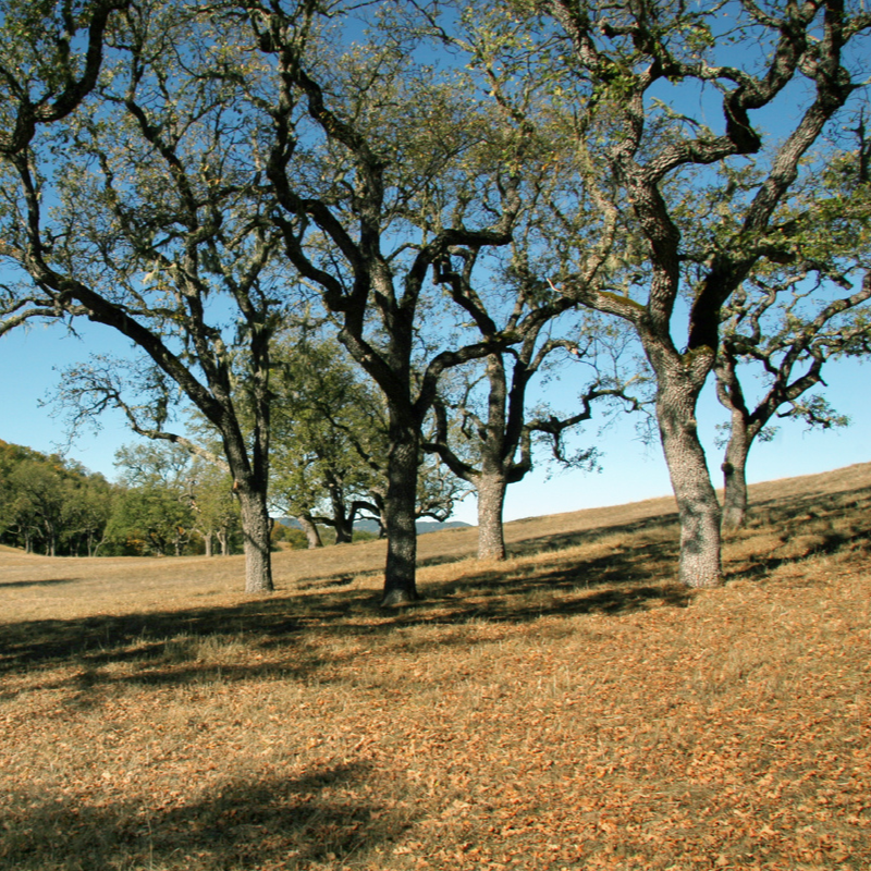 A row of trees on a hillside with leaves on the ground