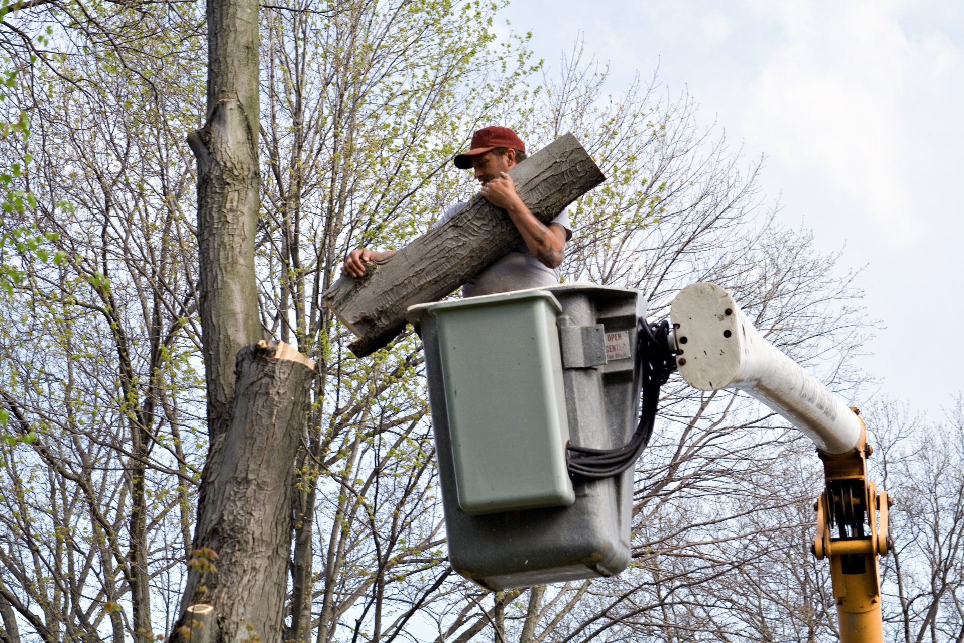 The image of a professional doing tree services in Rock Hill, SC