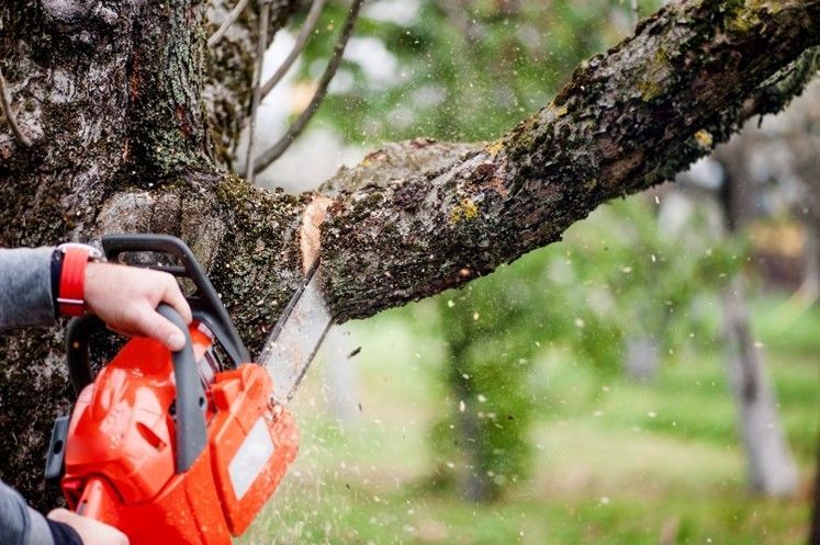 Chainsaw cutting tree branch in forest, close-up of hands and equipment, showcasing professional tre