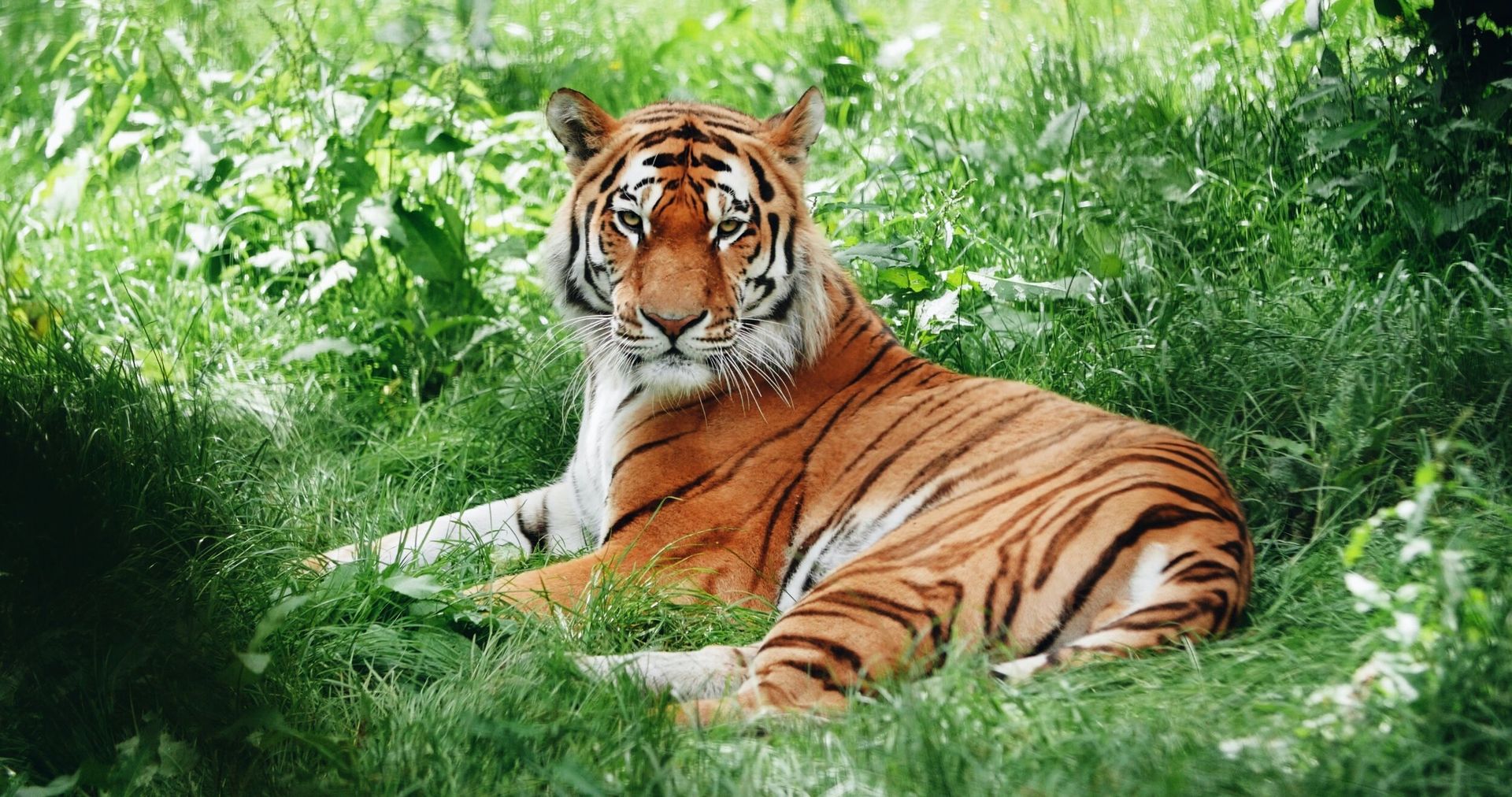 a tiger is laying in the grass and looking at the camera .