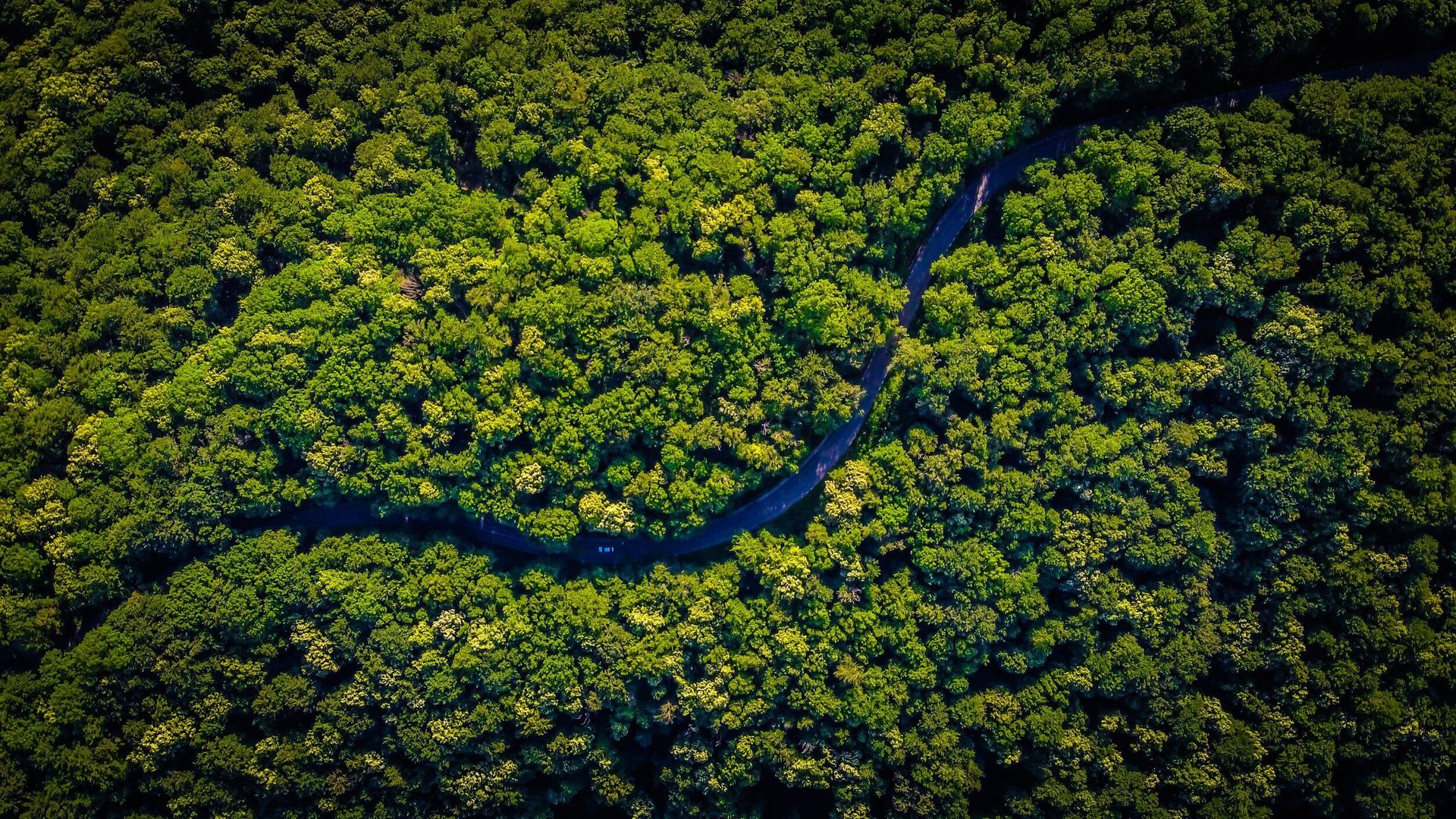 an aerial view of a river running through a lush green forest .