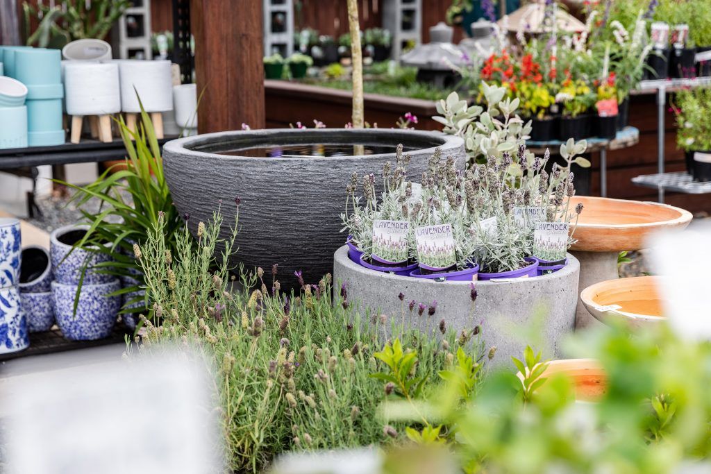 A Garden Center Filled With Lots of Potted Plants and Flowers — Bonville Landscape Centre in Bellingen, NSW