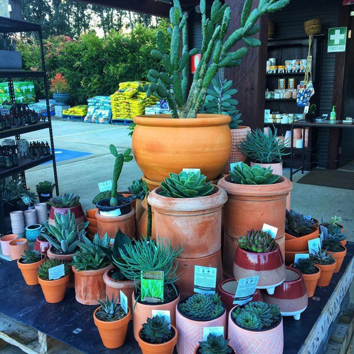 Succulent Plants — Bonville Landscape Centre in Bellingen, NSW