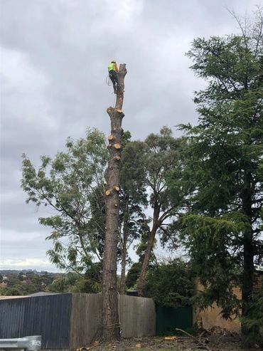 A man is climbing up the side of a tree.