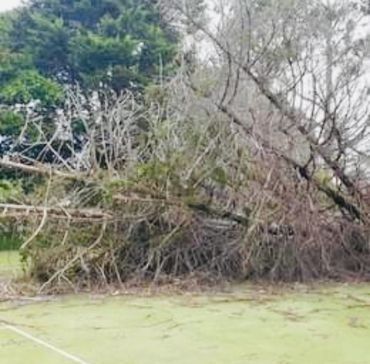 A tree that has fallen on top of a tennis court.