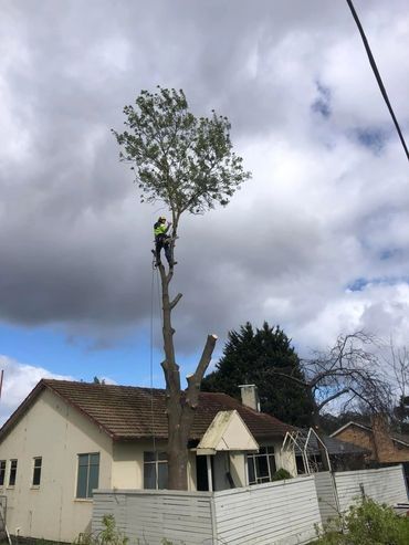 A man is climbing a tree in front of a house.