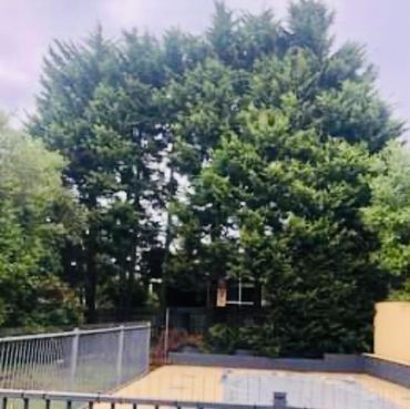 A large tree is in the middle of a fenced in area.