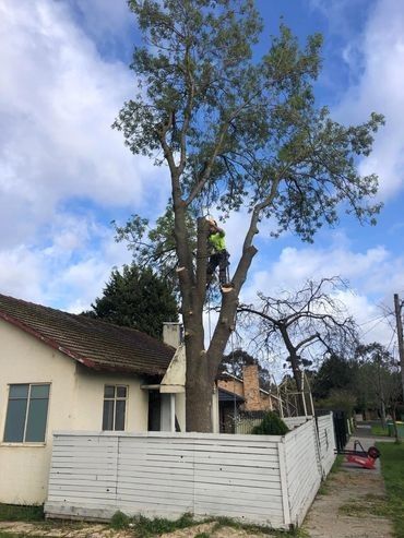 A man is climbing a tree in front of a house.