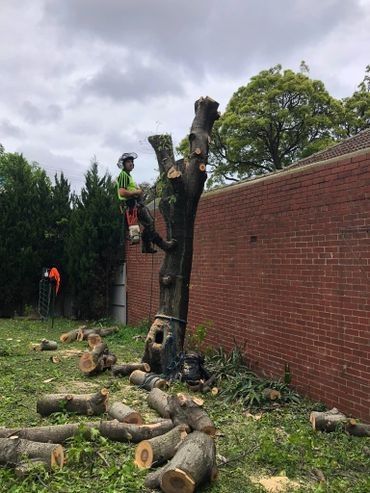 A man is cutting down a tree in front of a brick wall.