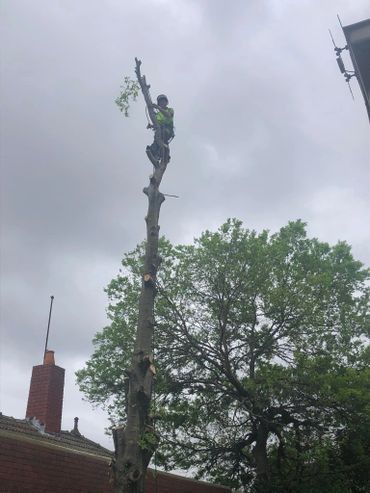 A man on the top of the tree to cut existing branches.