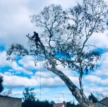 A man is climbing a tree with a chainsaw.