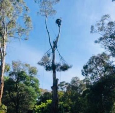 A man is climbing a tree in the woods.