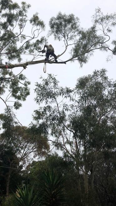 A monkey is sitting on a branch of a tree.