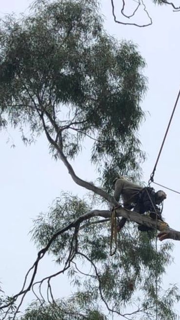 A man is cutting a tree branch with a chainsaw.