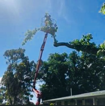 A man is cutting a tree with a crane.