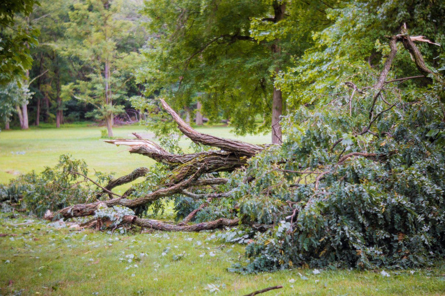 Storm Tree Damage