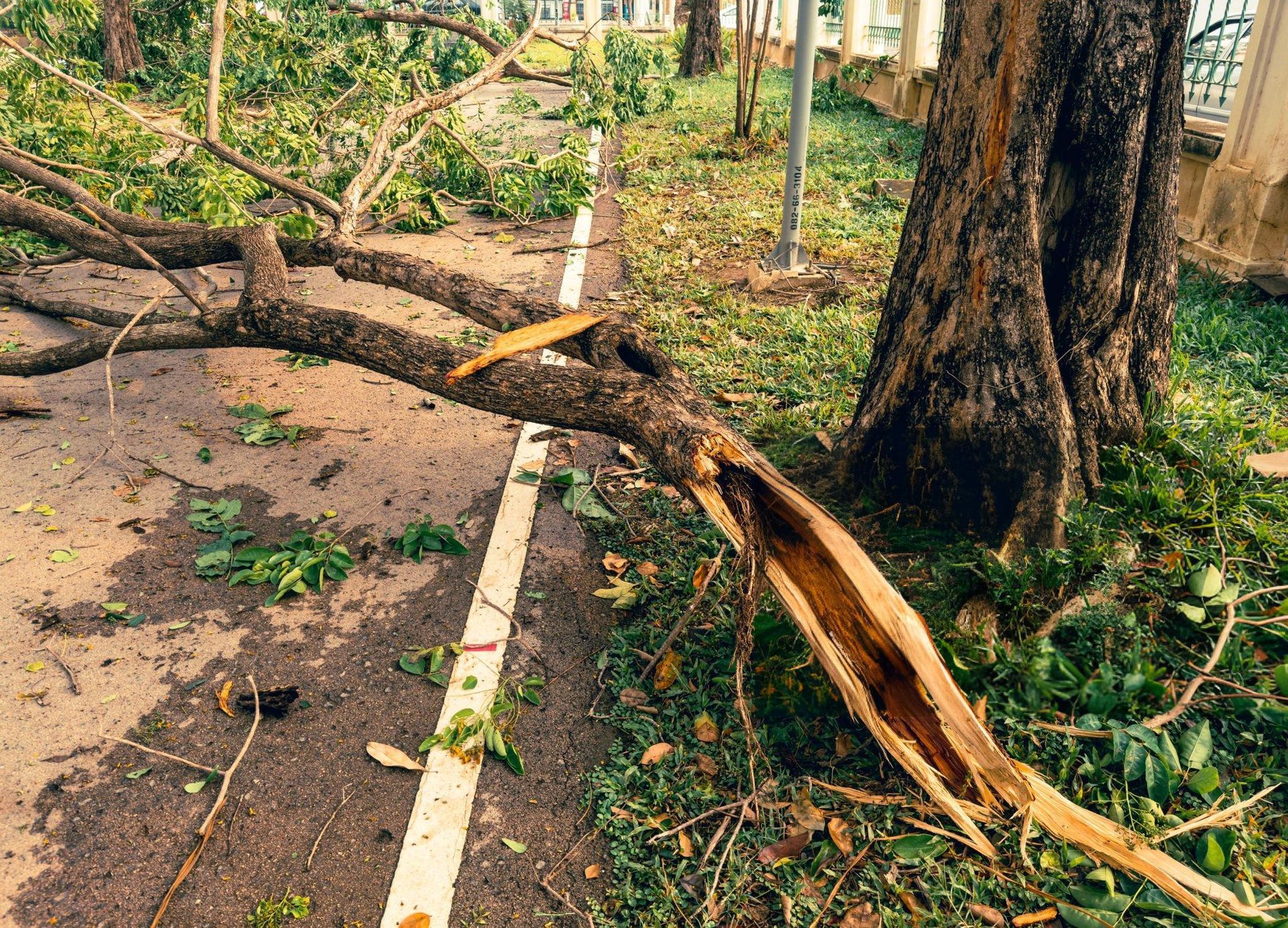 tree for storm 