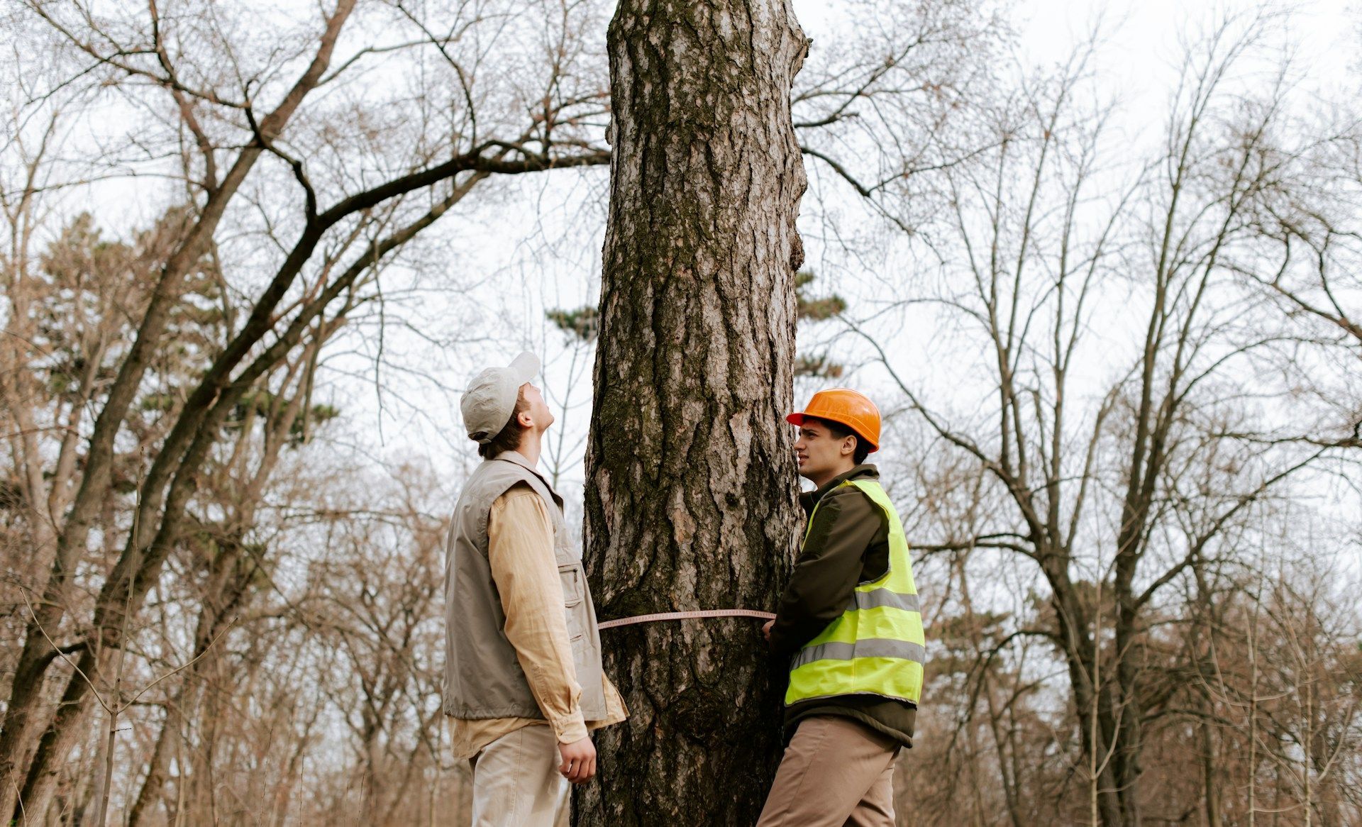 certified tree expert