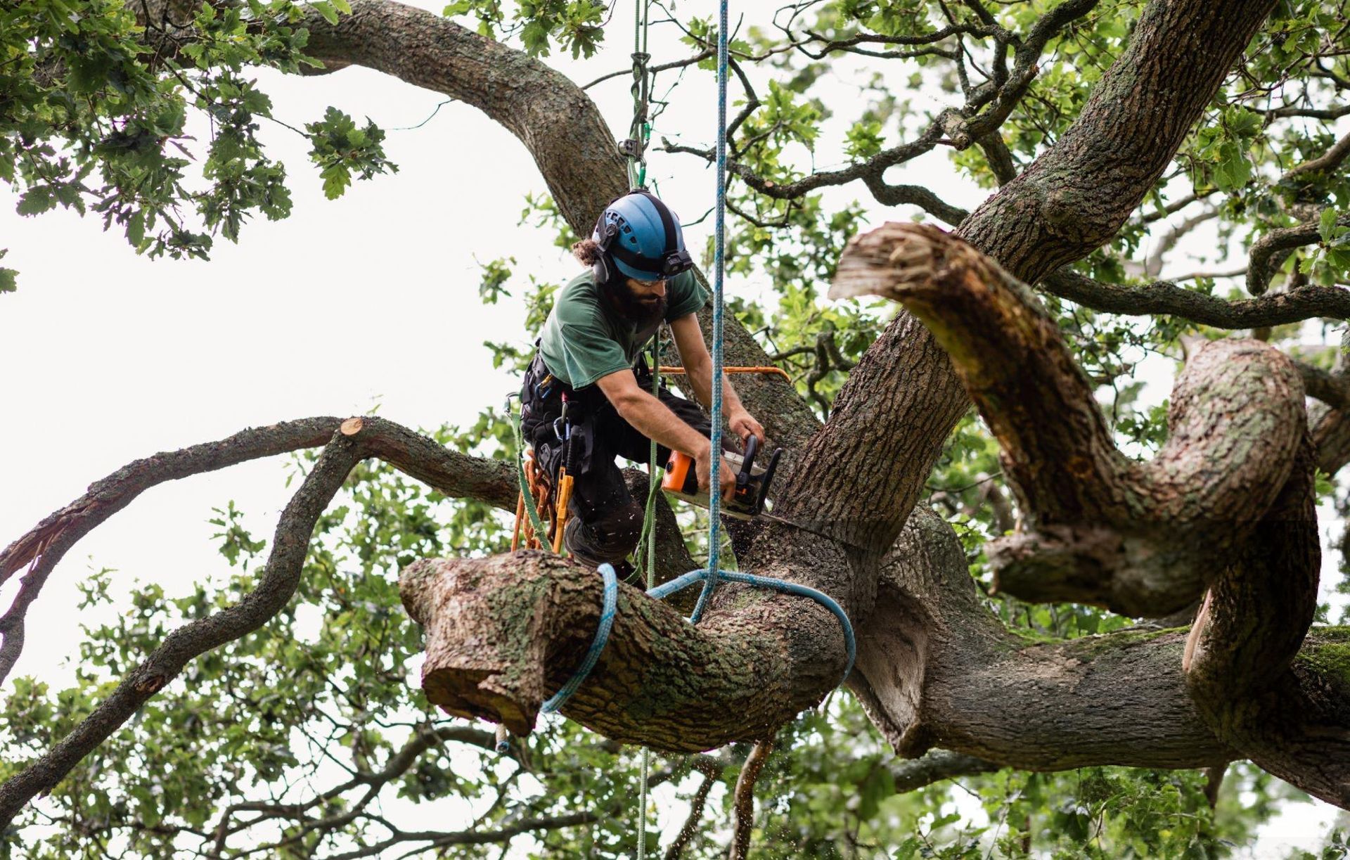 oak tree trimming
