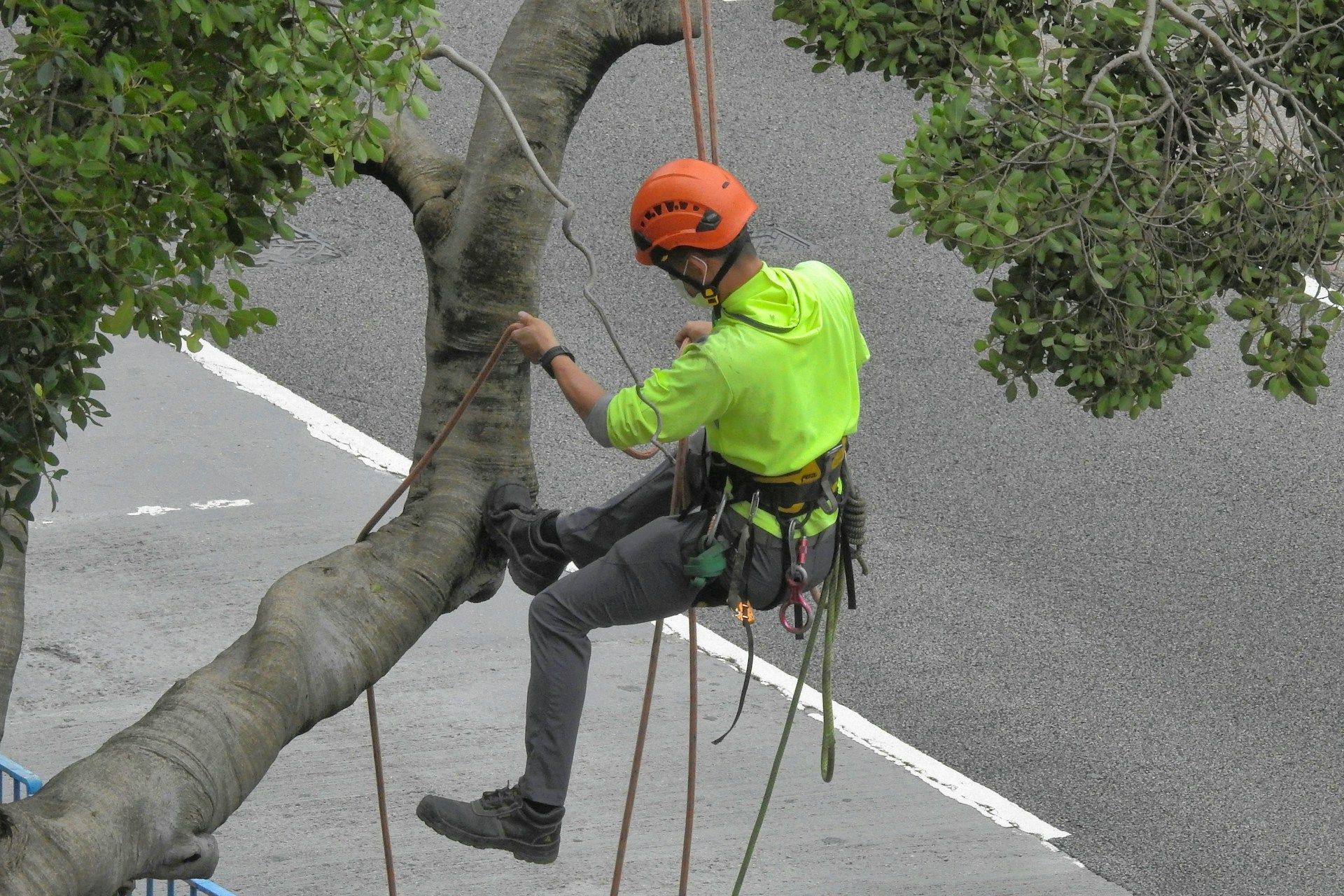 tree cutting