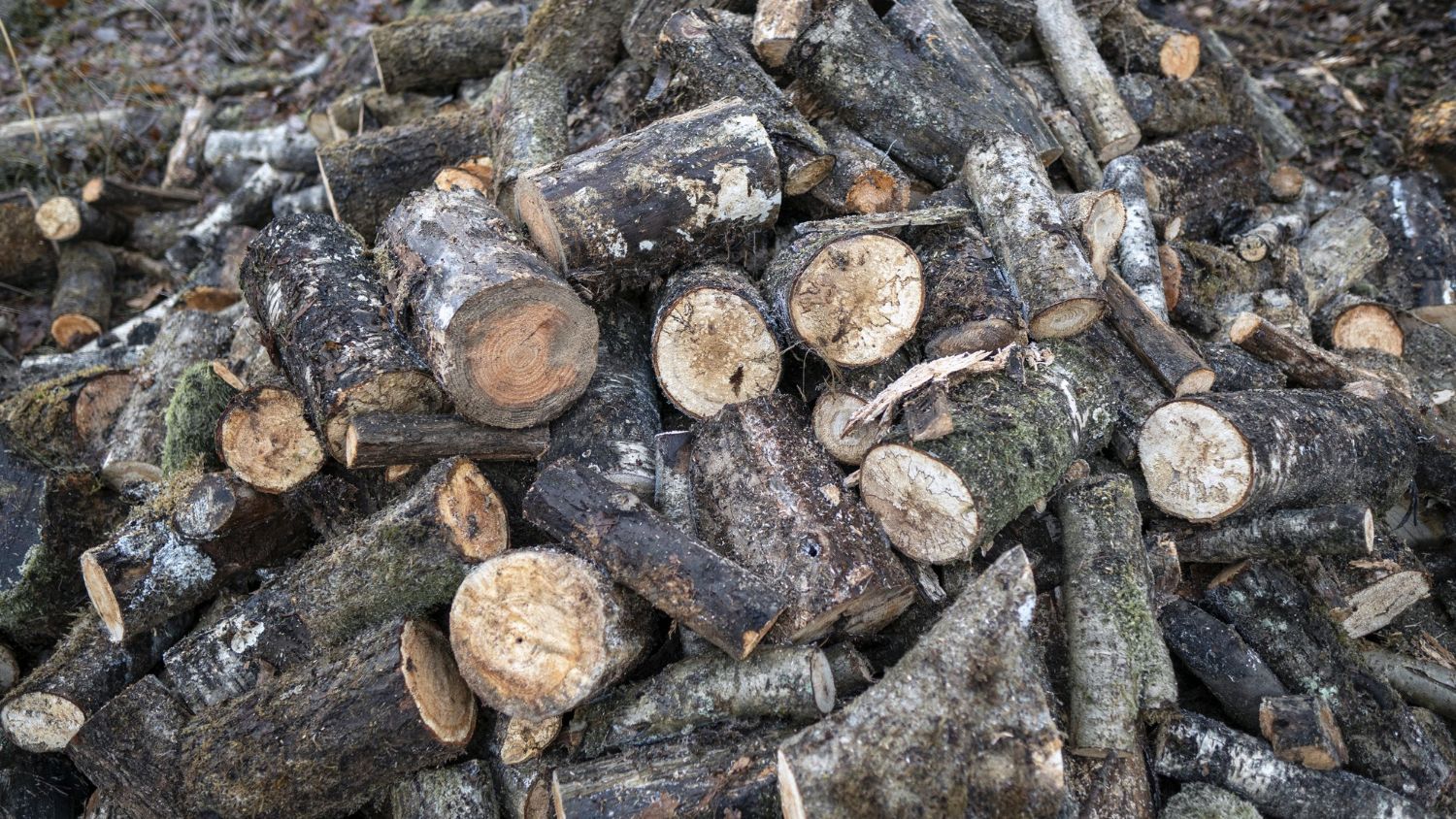 tree debris