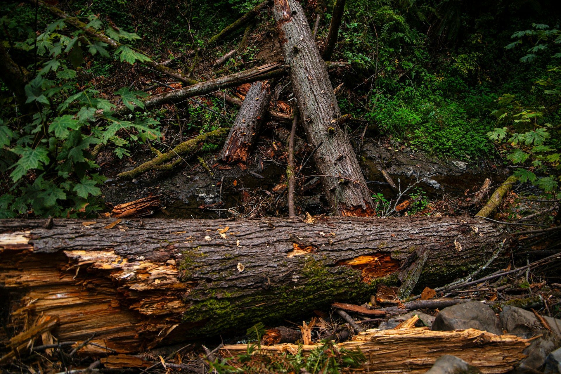 emergency storm cleanup