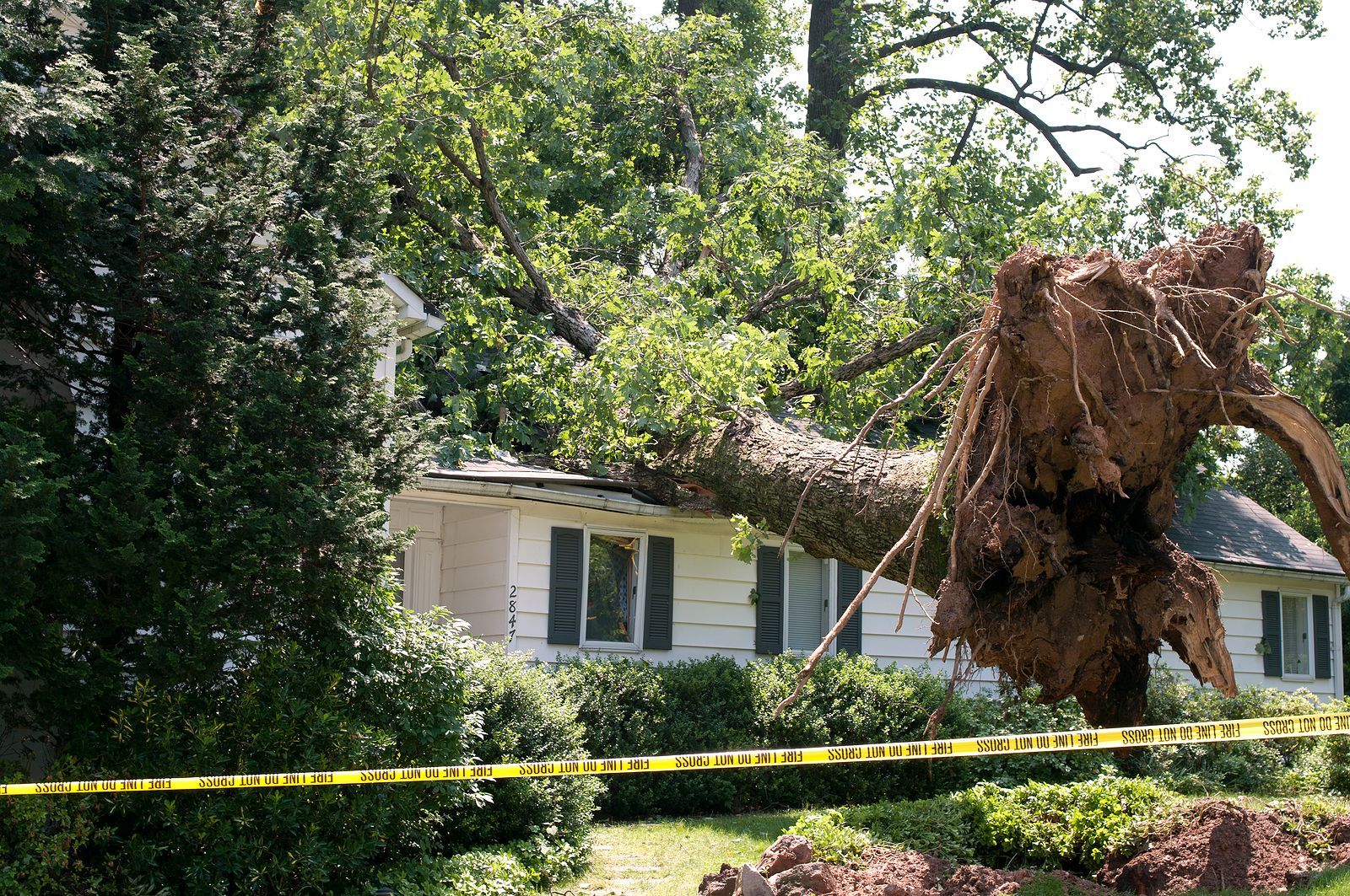 A large tree has fallen onto a white house with green shutters, surrounded by caution tape.