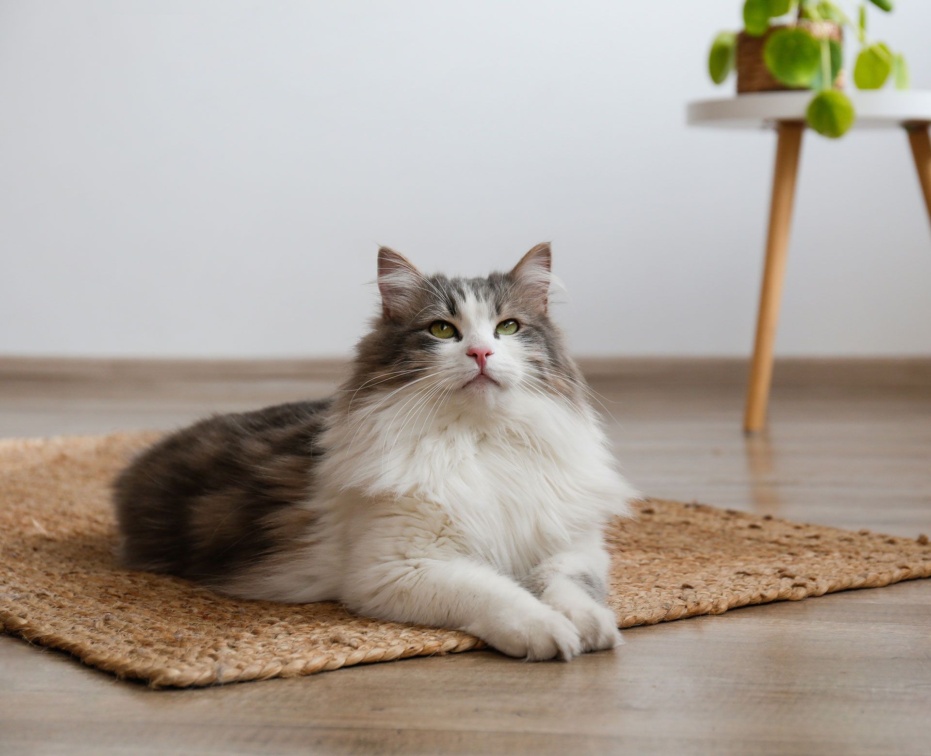 A fluffy cat is laying on a rug on the floor.