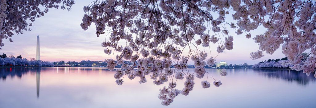 washdc-cherry-blossoms