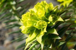 euphorbia rigida