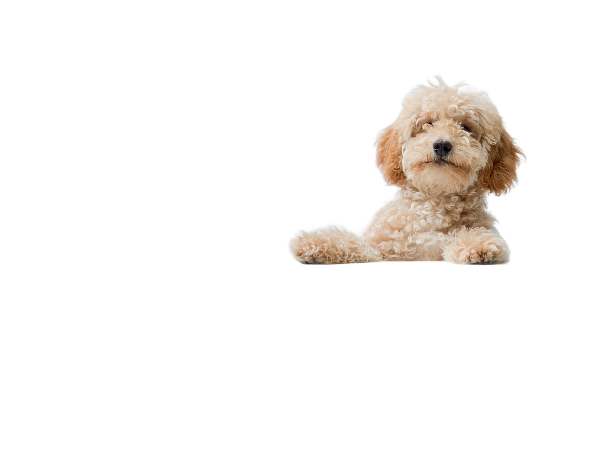 Beige poodle puppy, resting its paws, looking forward.
