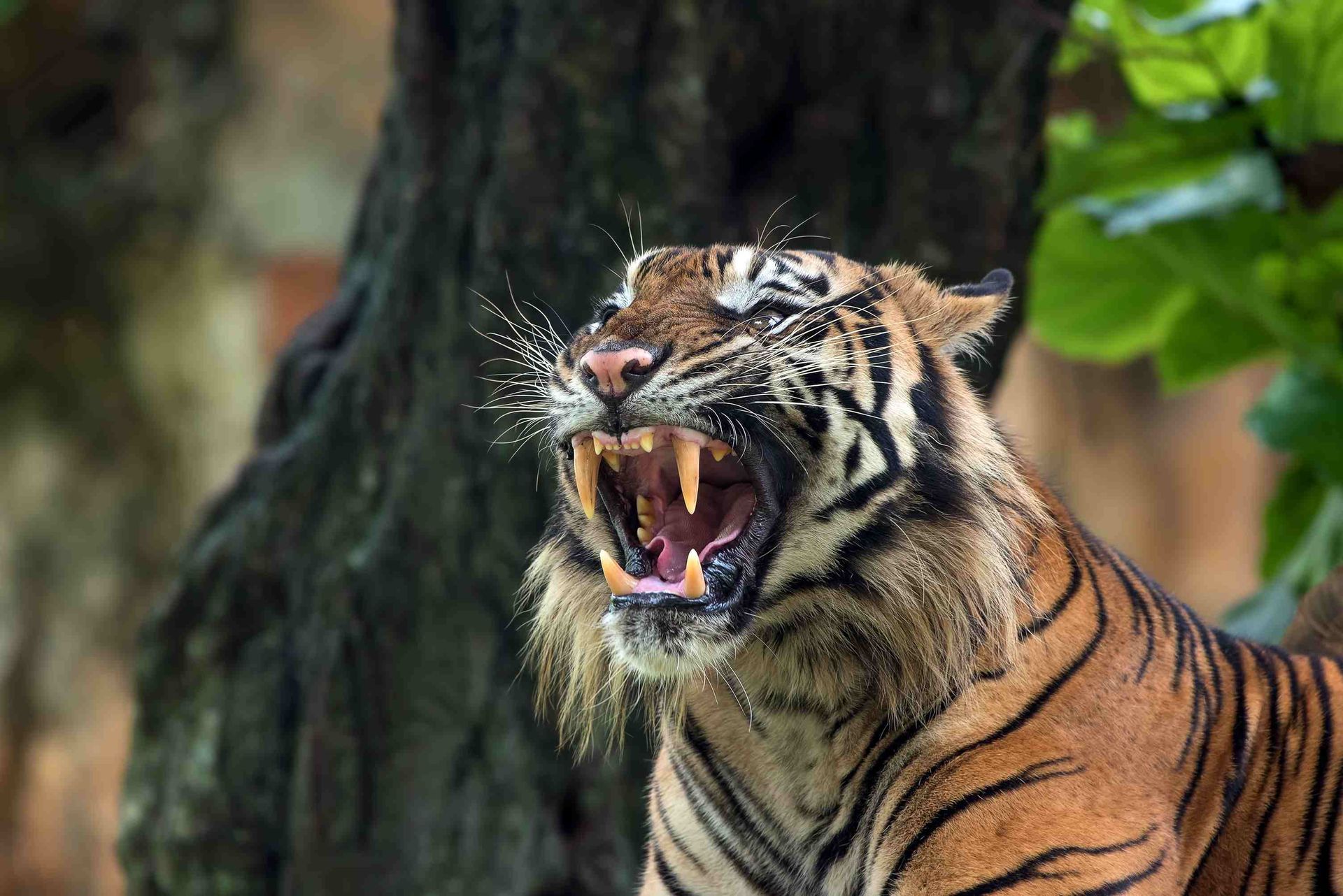 A professional photograph of a tiger growling