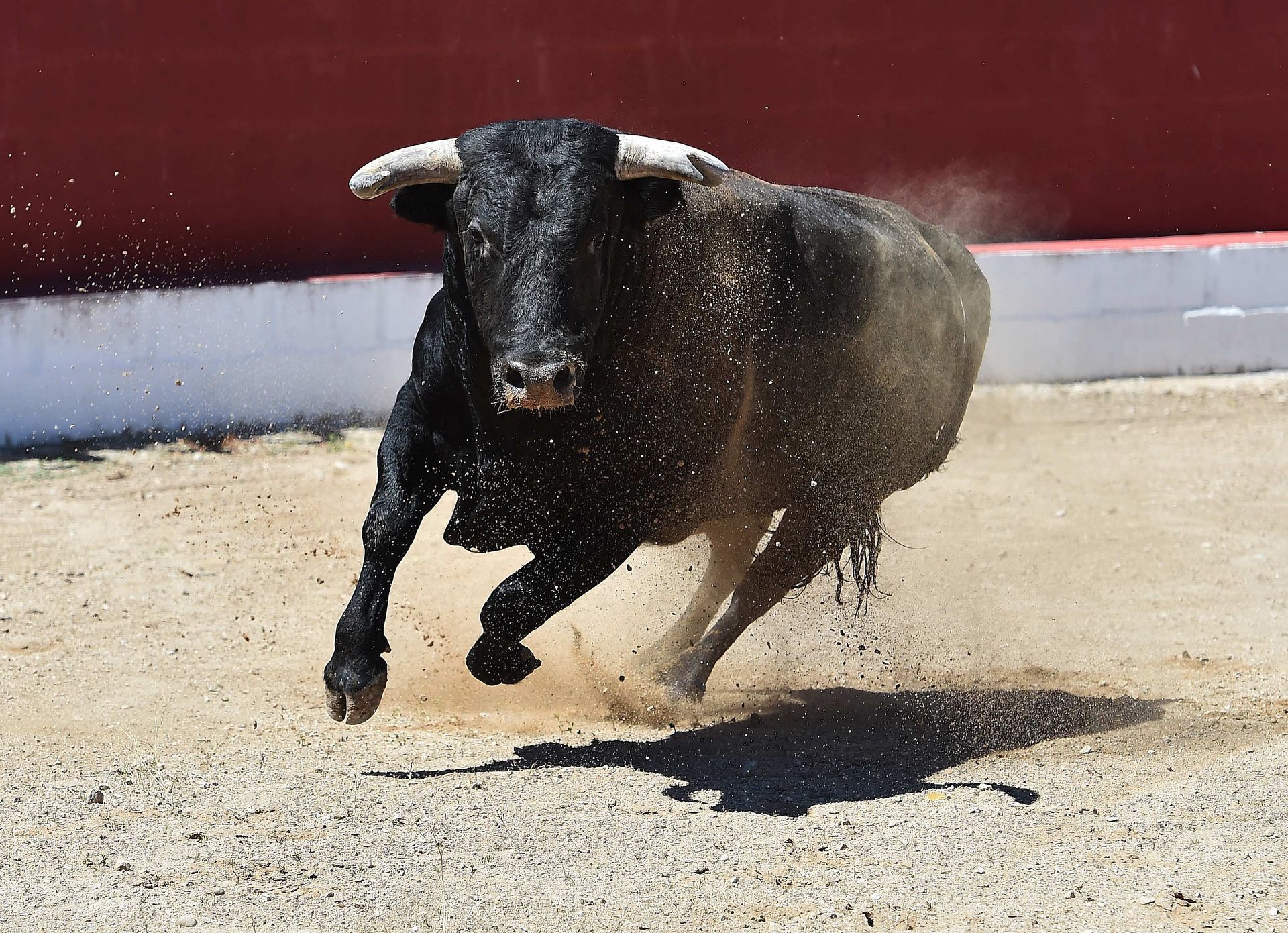 A bull rushing toward camera