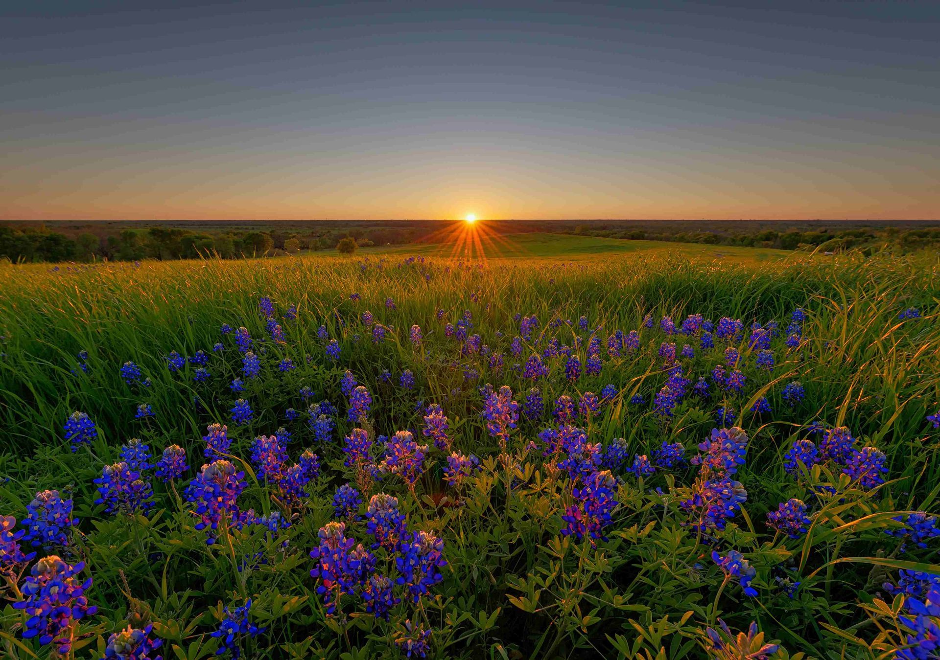 A photo of a field of flowers and sunset