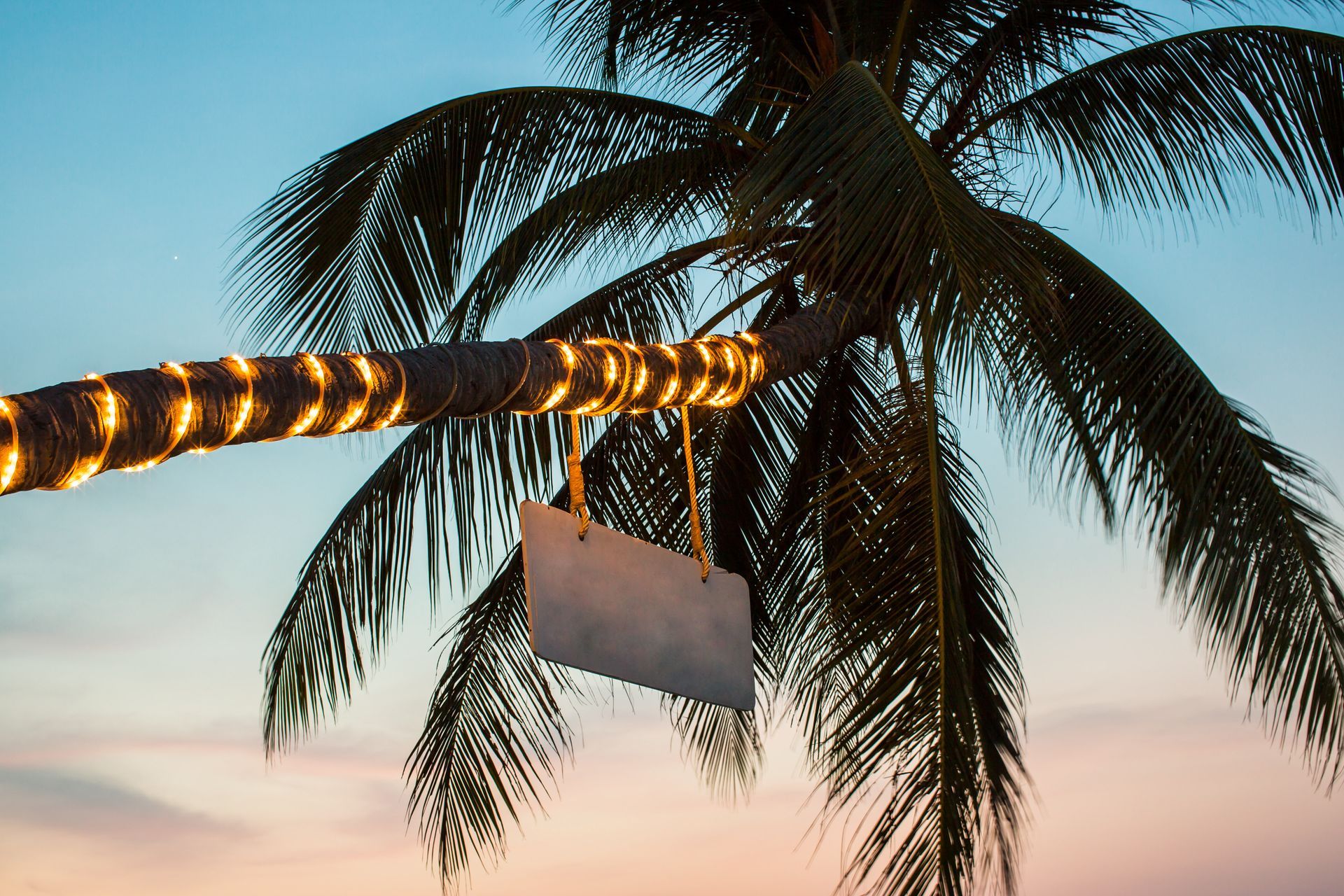 A palm tree with a sign hanging from it
