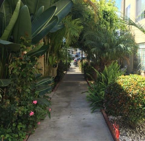 Walkway surrounded by lots of foliage
