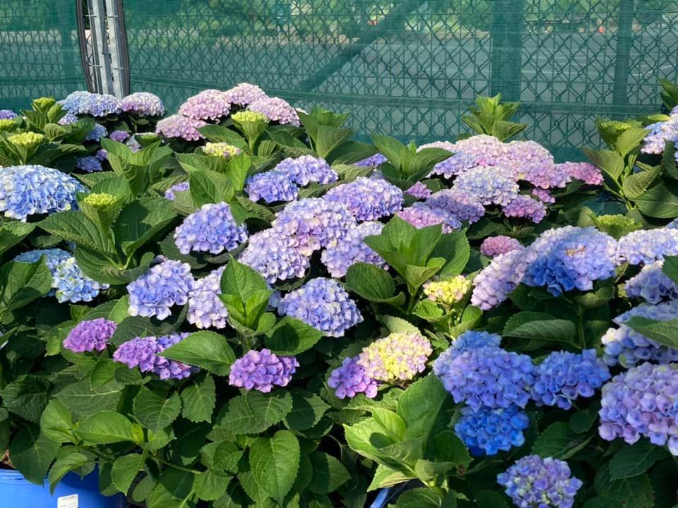 A bunch of purple and blue flowers are growing in a garden.