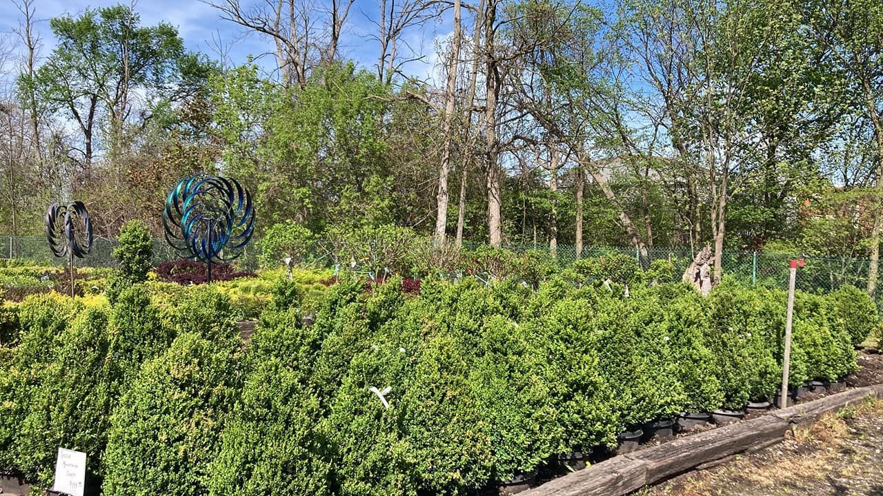 A garden filled with lots of green plants and trees.