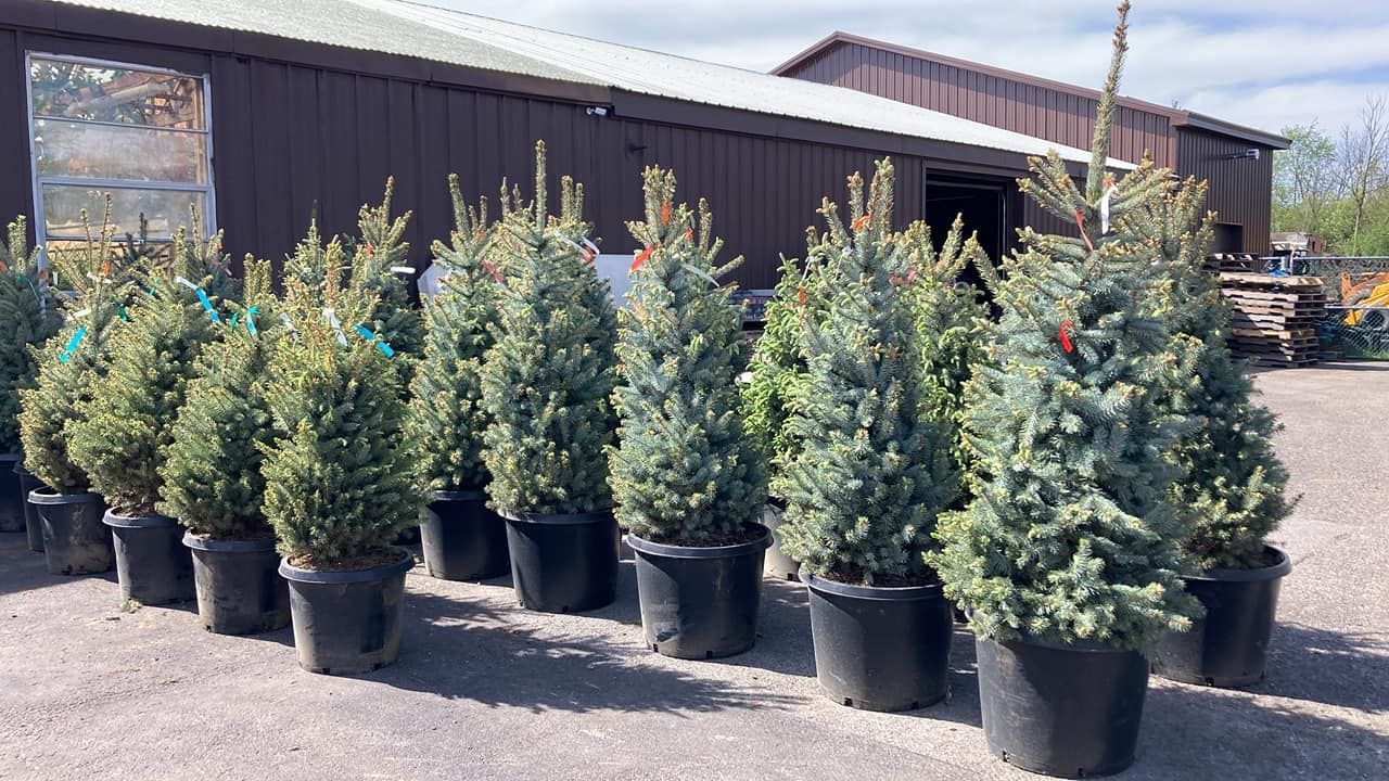 A row of potted trees are lined up in front of a building.