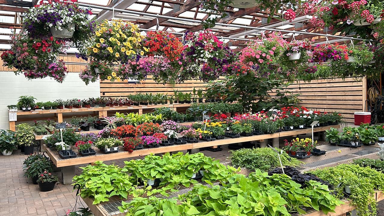 A greenhouse filled with lots of potted plants and hanging baskets of flowers.