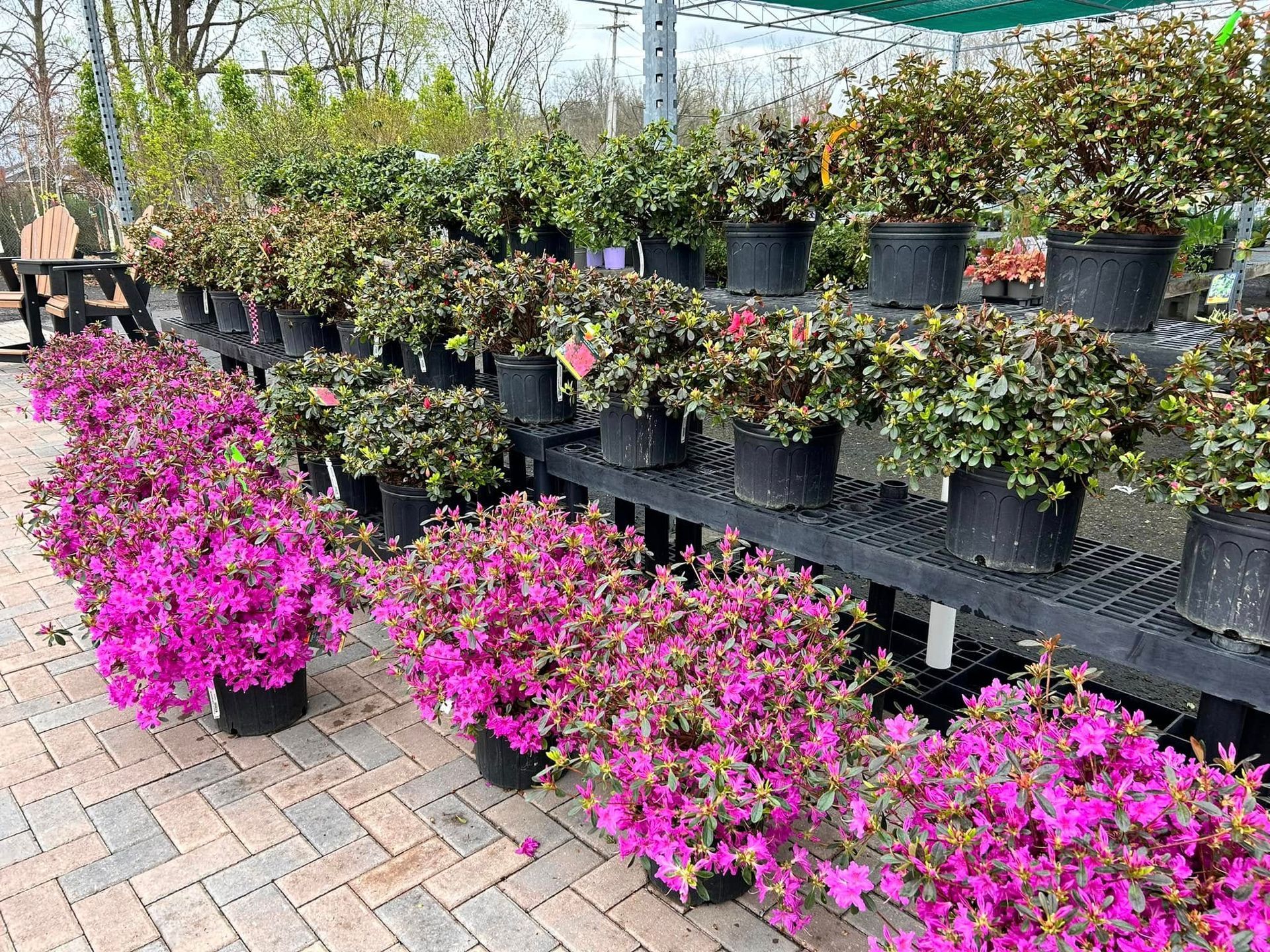 A row of potted plants with pink flowers on a brick sidewalk.