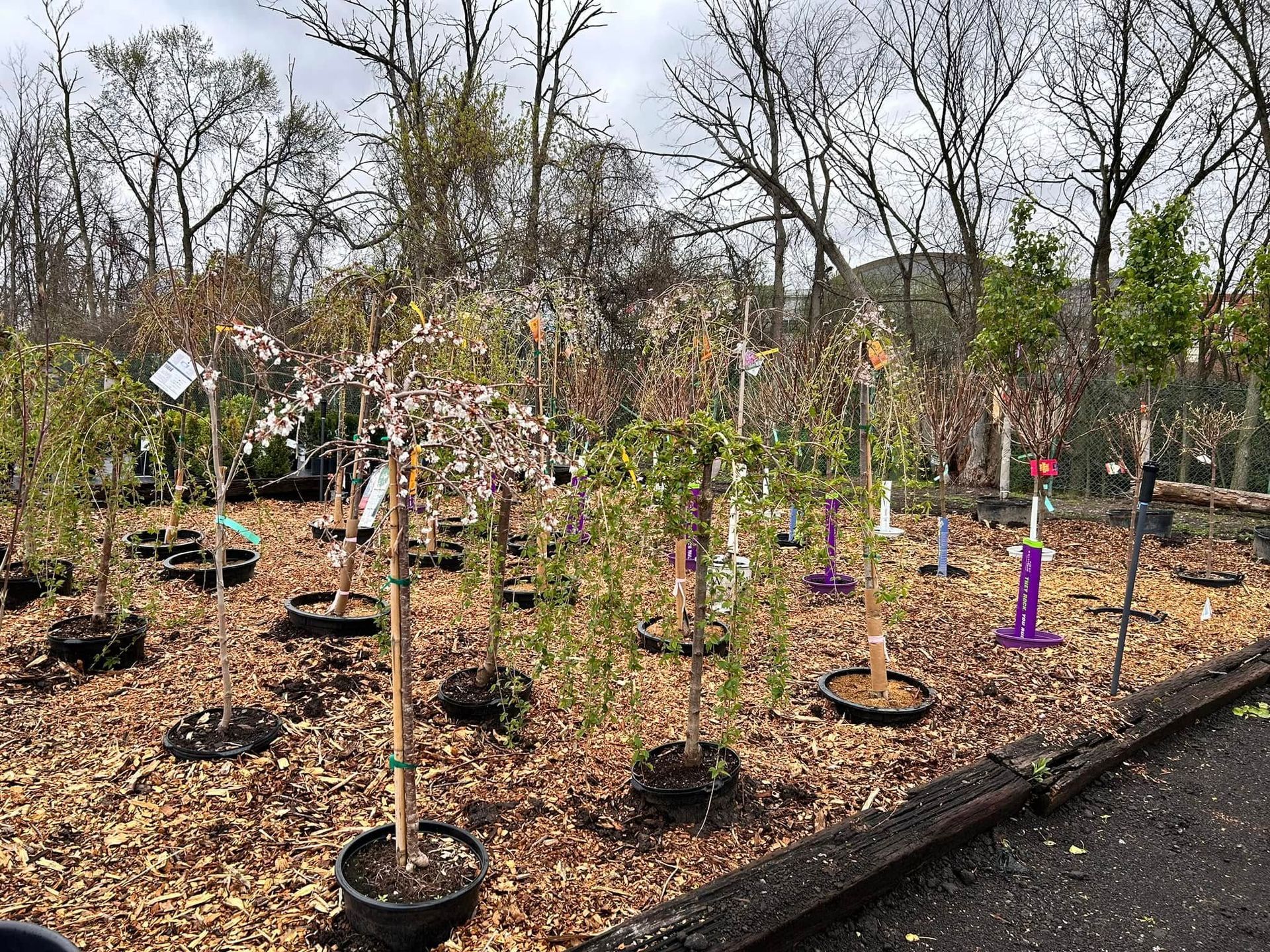 A garden filled with lots of potted plants and trees.